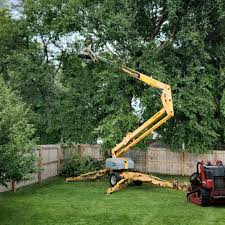 Professional Tree Removal and Landscaping Services in Pine, AZ